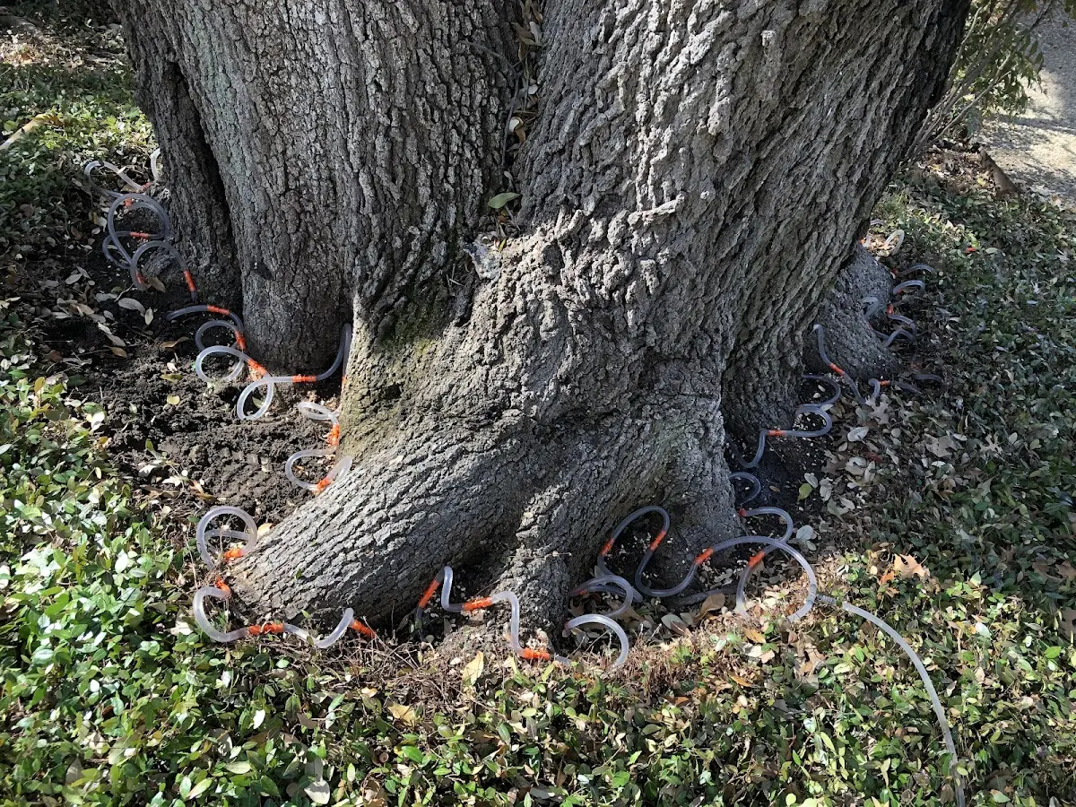 Detailed Tree Cabling and Bracing job site in Blue Island