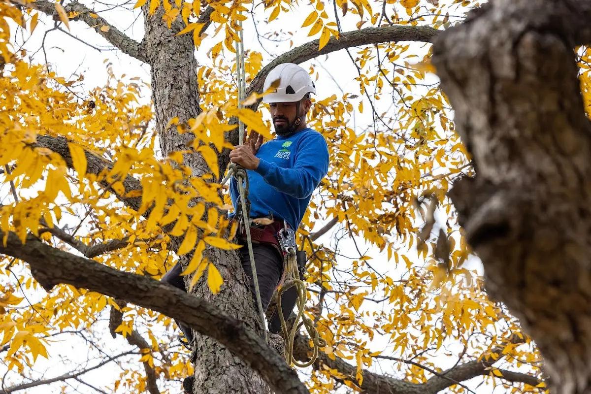 Skilled Storm Damage Cleanup crew working in Blue Island