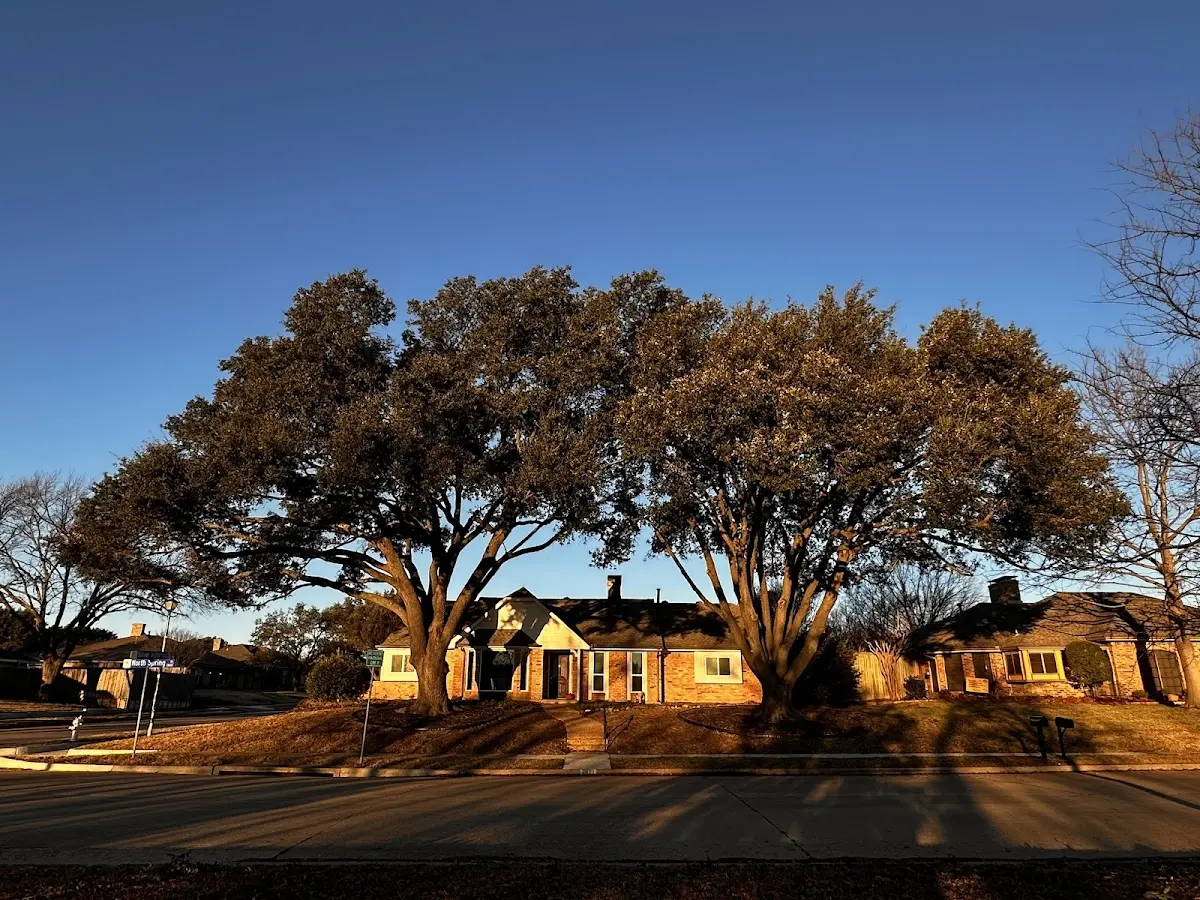 Established residential canopy tree shading a home in Blue Island